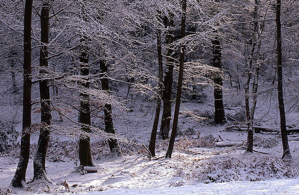 Winter Snow Trunks, Bramshaw Wood